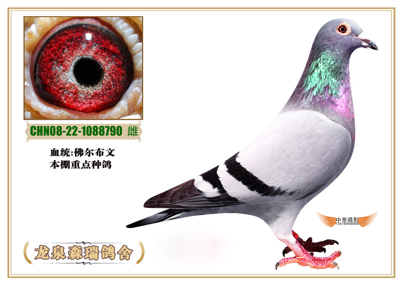 佛尔布文790