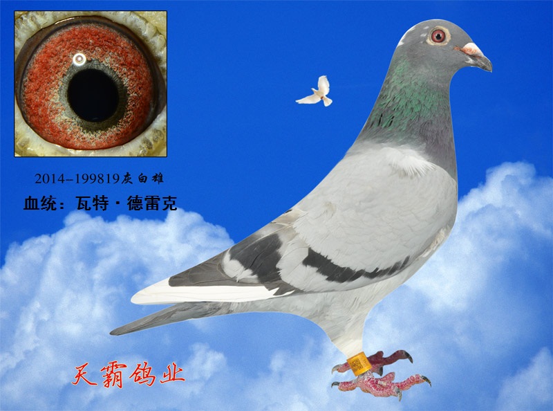 瓦特819_河北天霸鸽业_ ag188.com爱鸽商城_中国信鸽信息网
