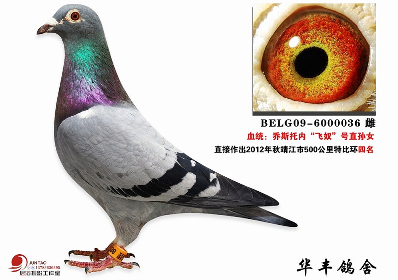 超级种雌乔斯托内飞奴号直孙女
