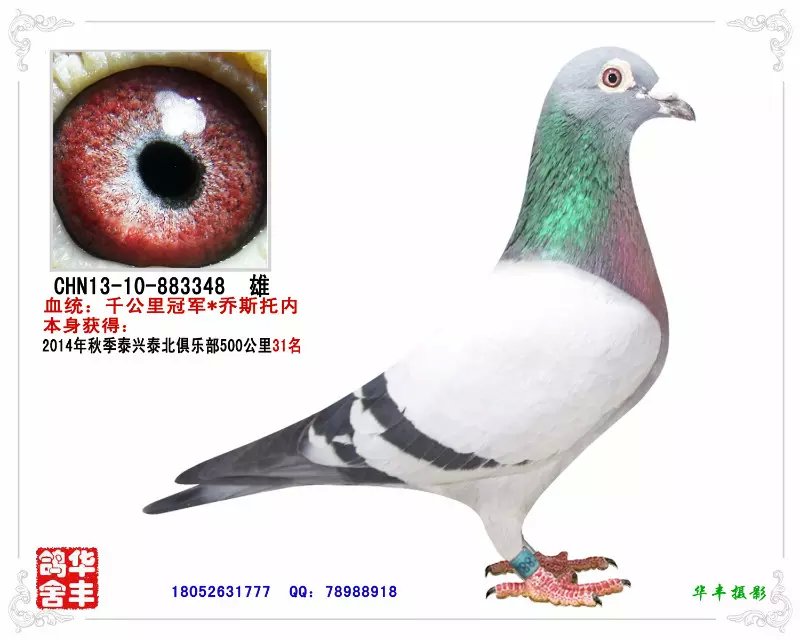 千公里冠军*乔斯托内飞奴号孙女