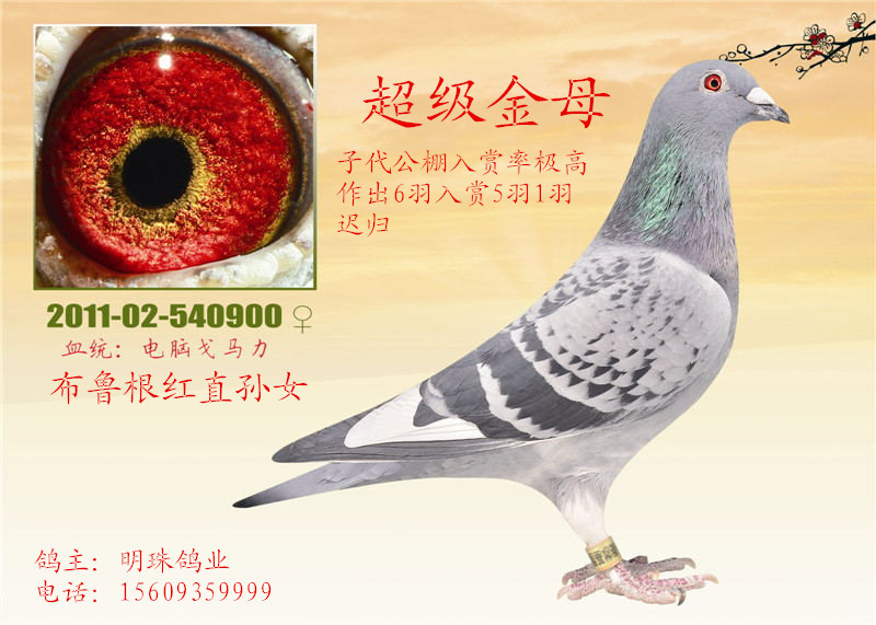 布鲁根金母_甘肃明珠鸽业-中信网爱鸽商城