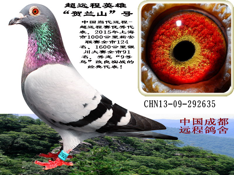h(yun)ӢۡRmɽ̖N