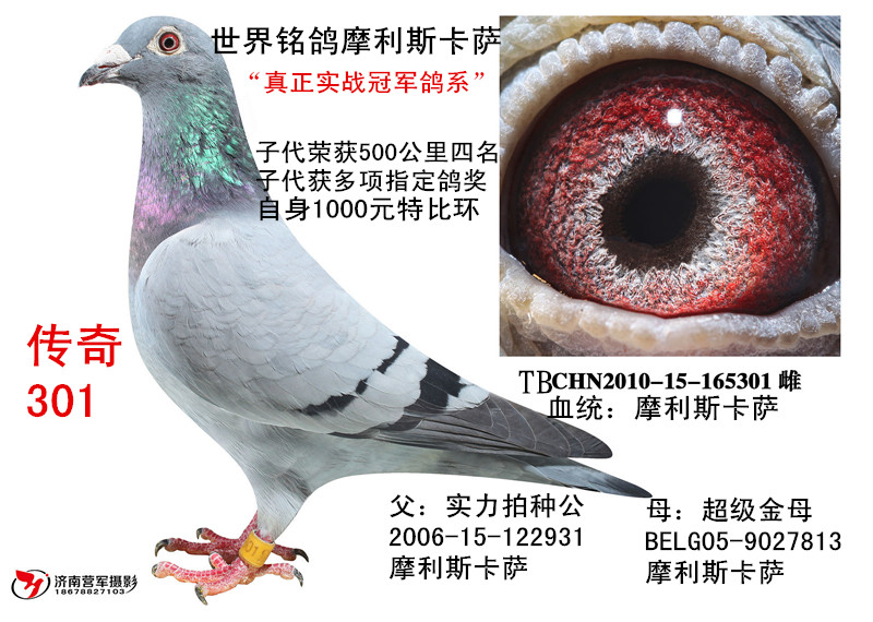 qq 鸽友圈 信鸽特征                  编 号: 391755