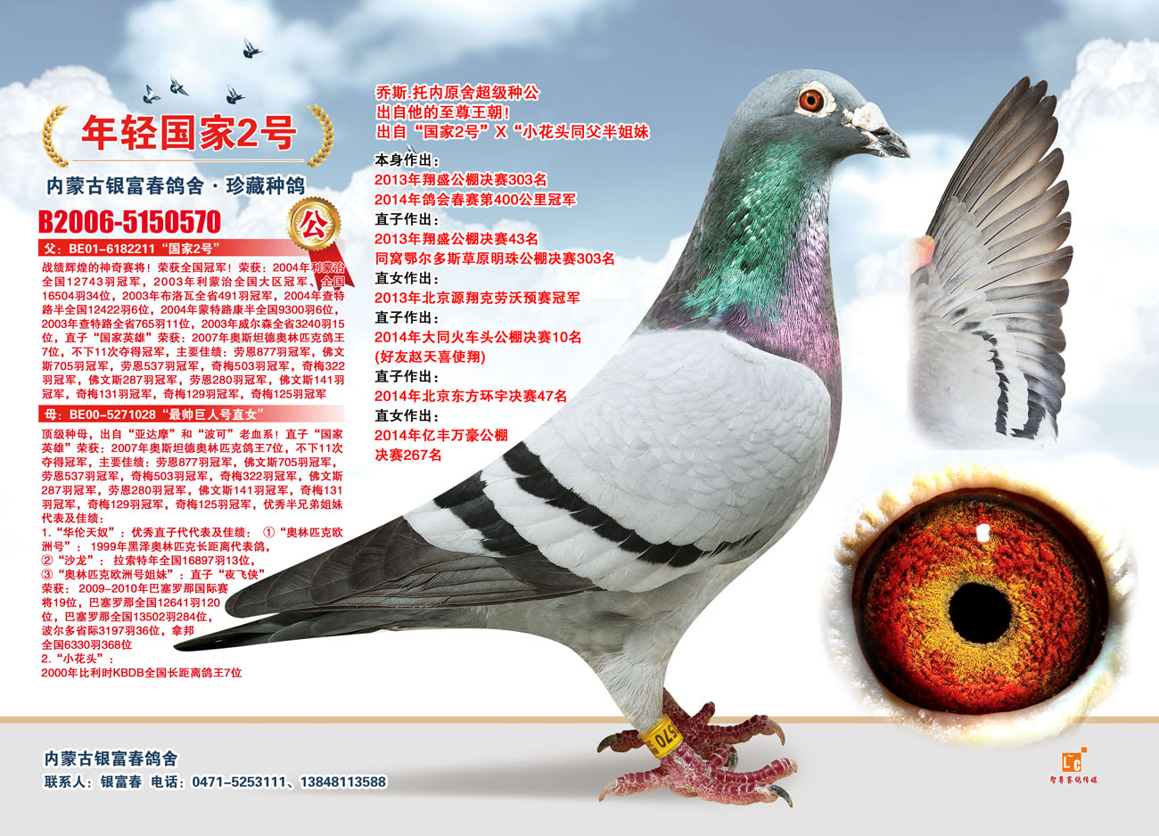 信鸽特征