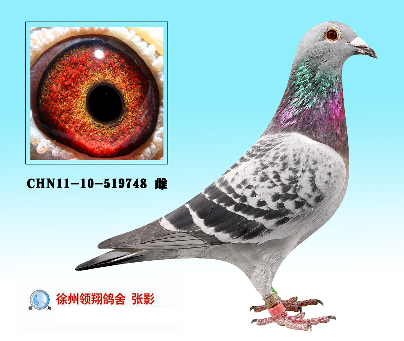 CHN11-10-529748