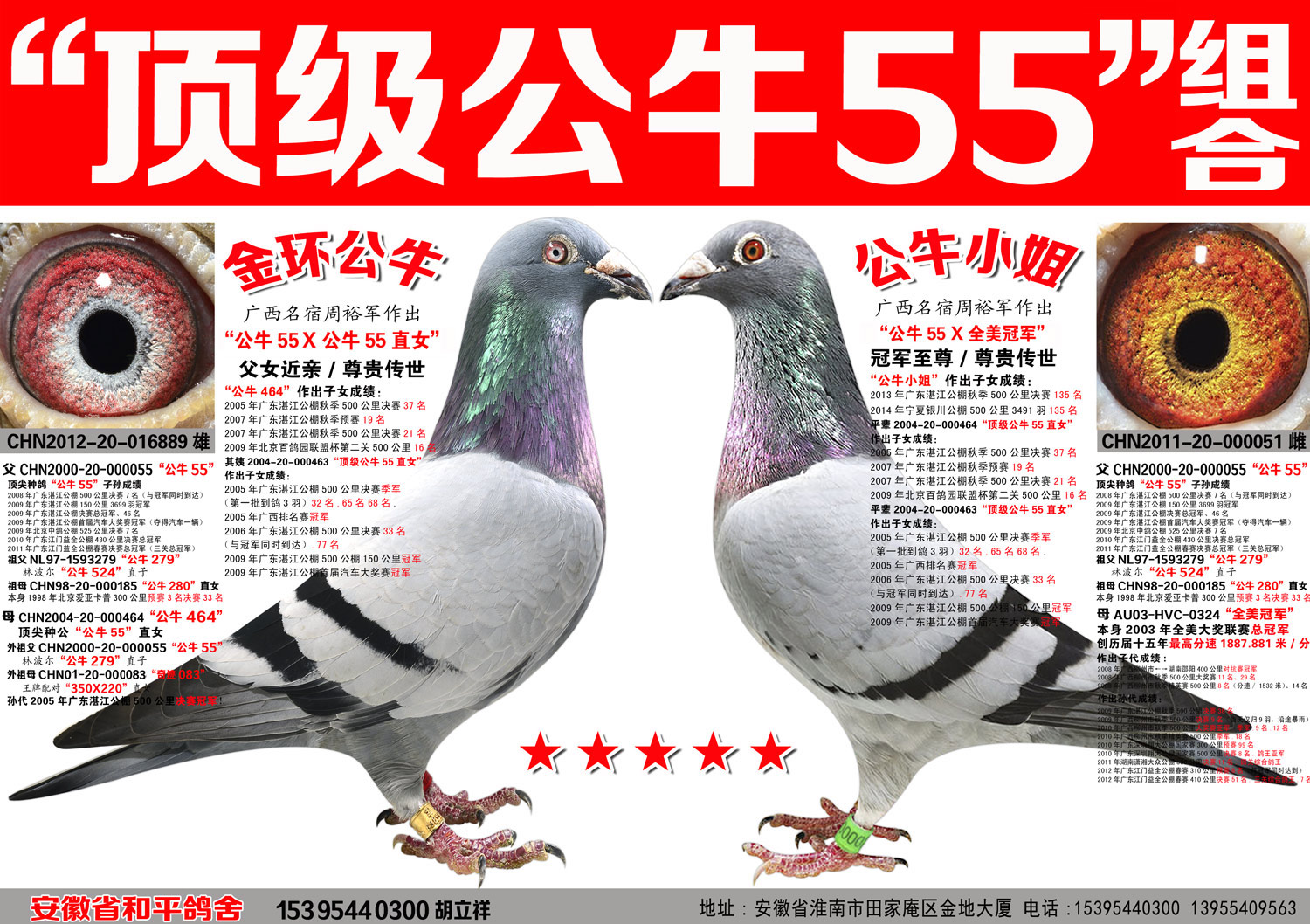 林波尔顶极公牛55超速组合