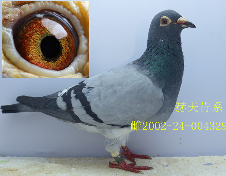 霍夫肯