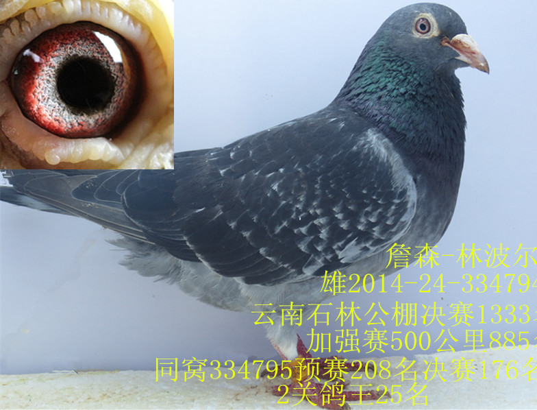 信鸽特征