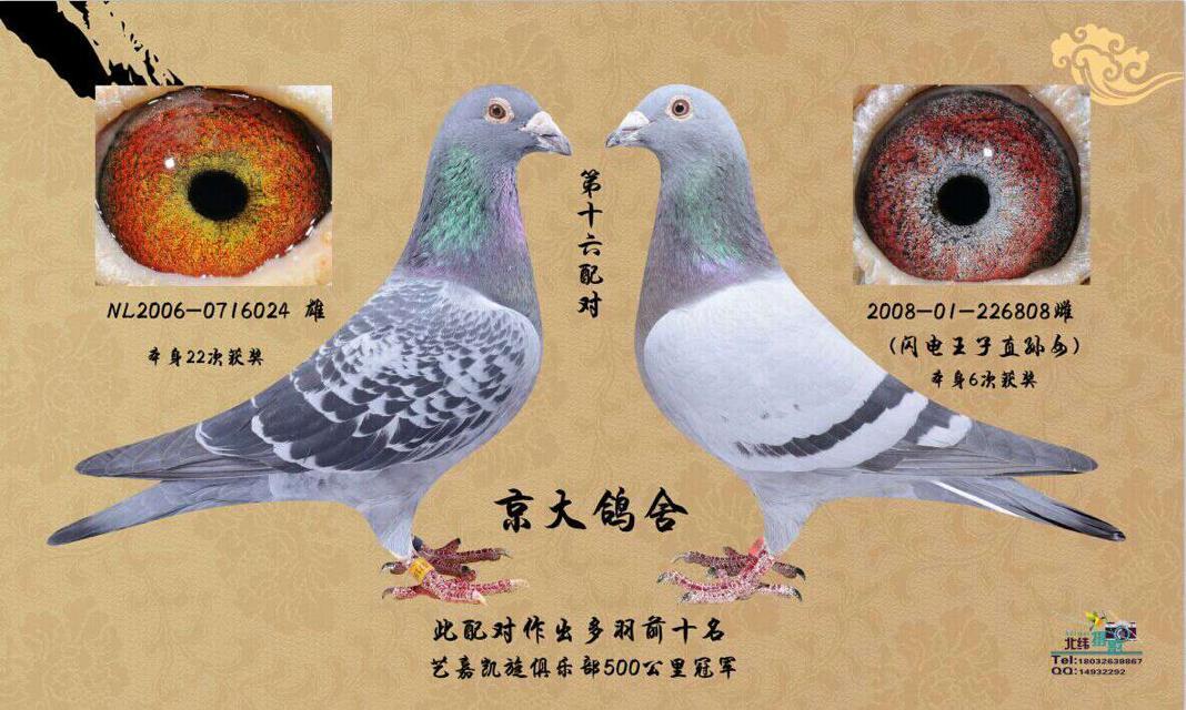 京大鸽舍16配对已售出_京大鸽舍_ ag188.com爱鸽商城_中国信鸽信息网