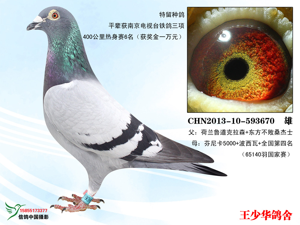 特留种鸽670
