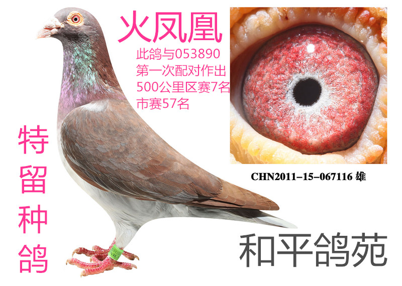 火凤凰