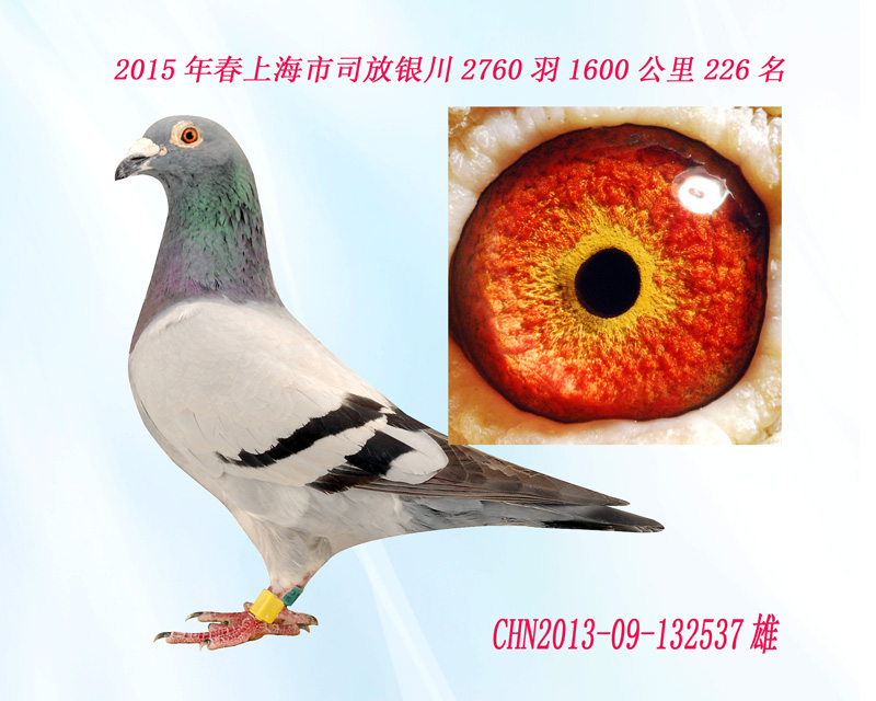2015年春上海市超远程鸽银川226名