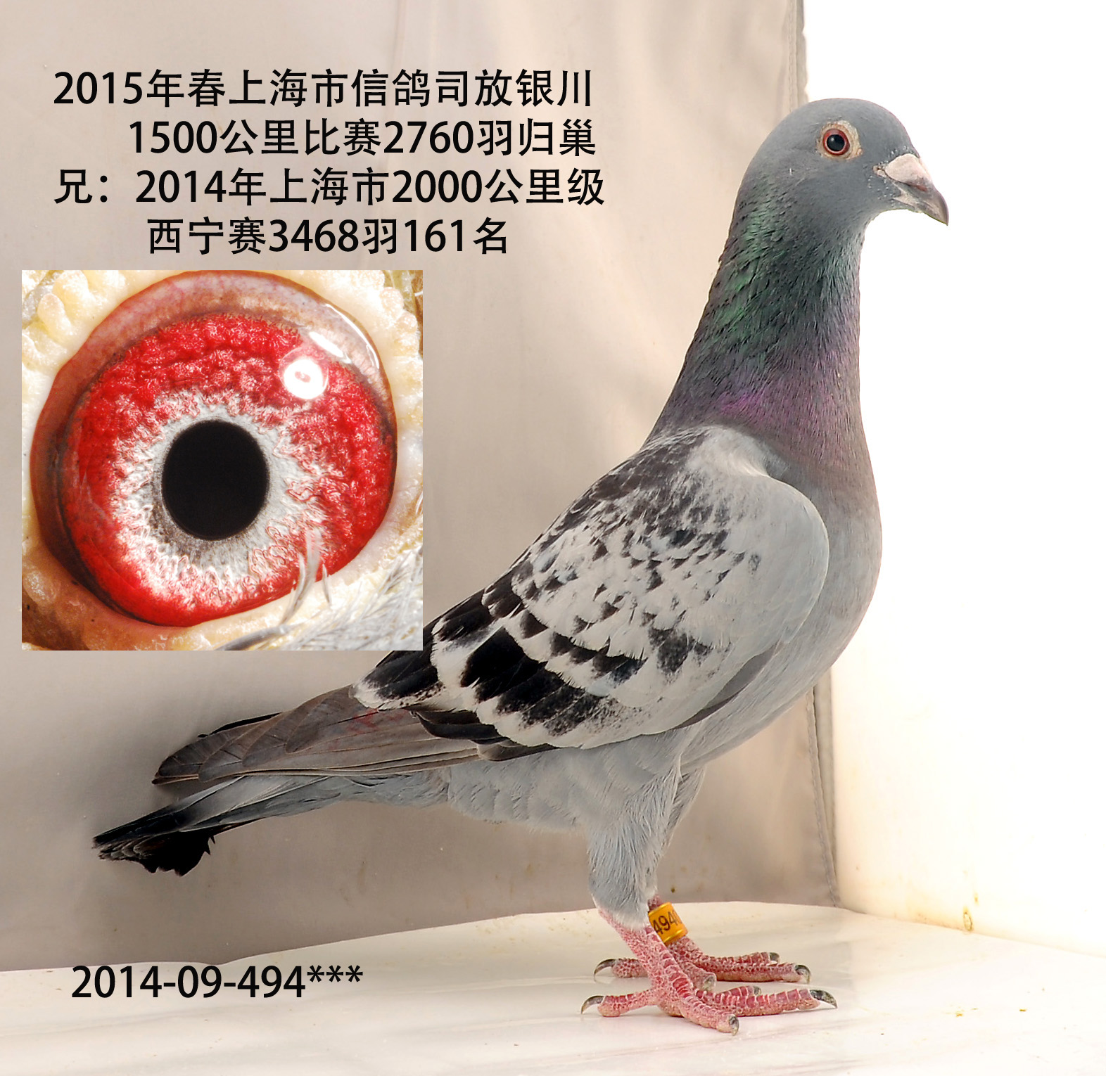 2015年春上海市超远程鸽银川巢