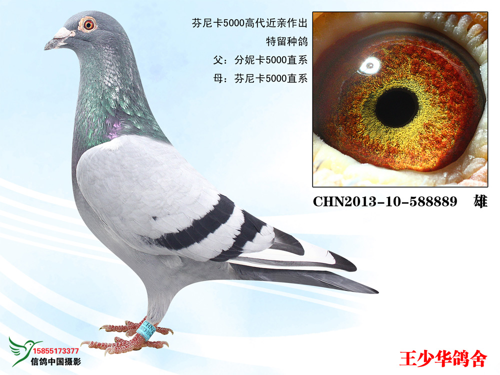 纯芬尼卡5000 特留种鸽