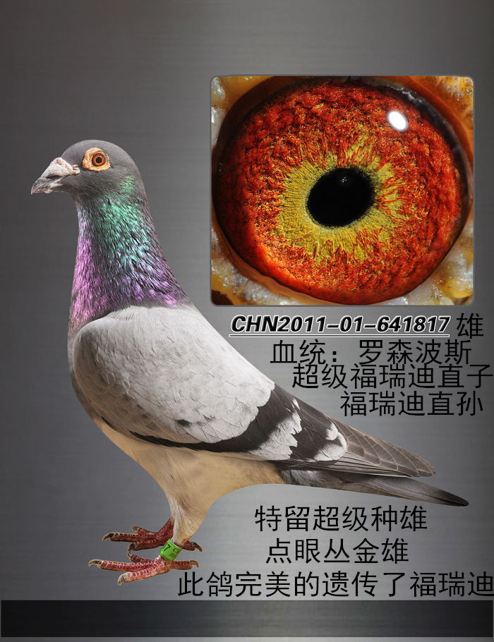 罗森波斯_北京传媒鸽业_ ag188.com爱鸽商城_中国信鸽