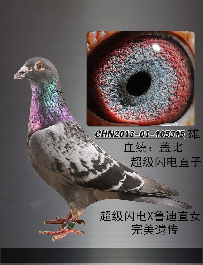 盖比_北京传媒鸽业_ag188.com爱鸽商城_中国信鸽信息网