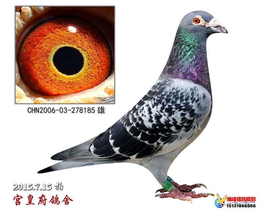 秦始皇直子_北京宫皇府鸽业_ag188.com爱鸽商城_中国