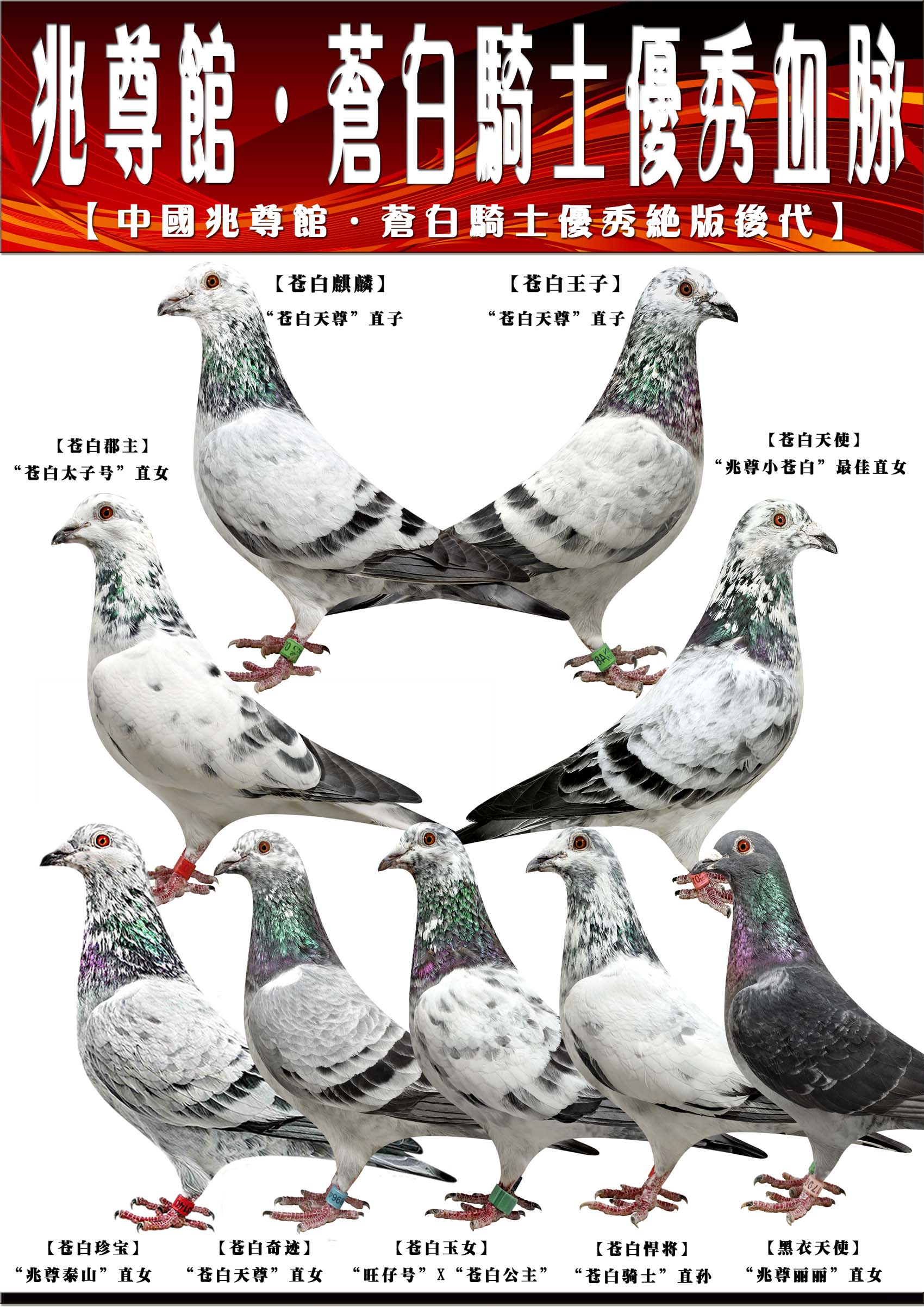 兆尊"苍白骑士"高端近亲夺冠组合