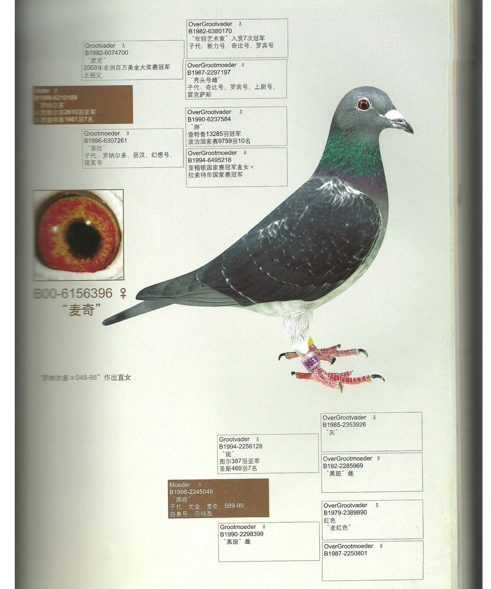 黑胡本—世界铭鸽"索尼号"曾孙_皇府铭鸽佳园-中信网