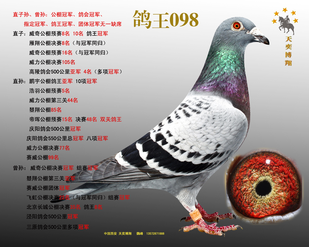 信鸽特征