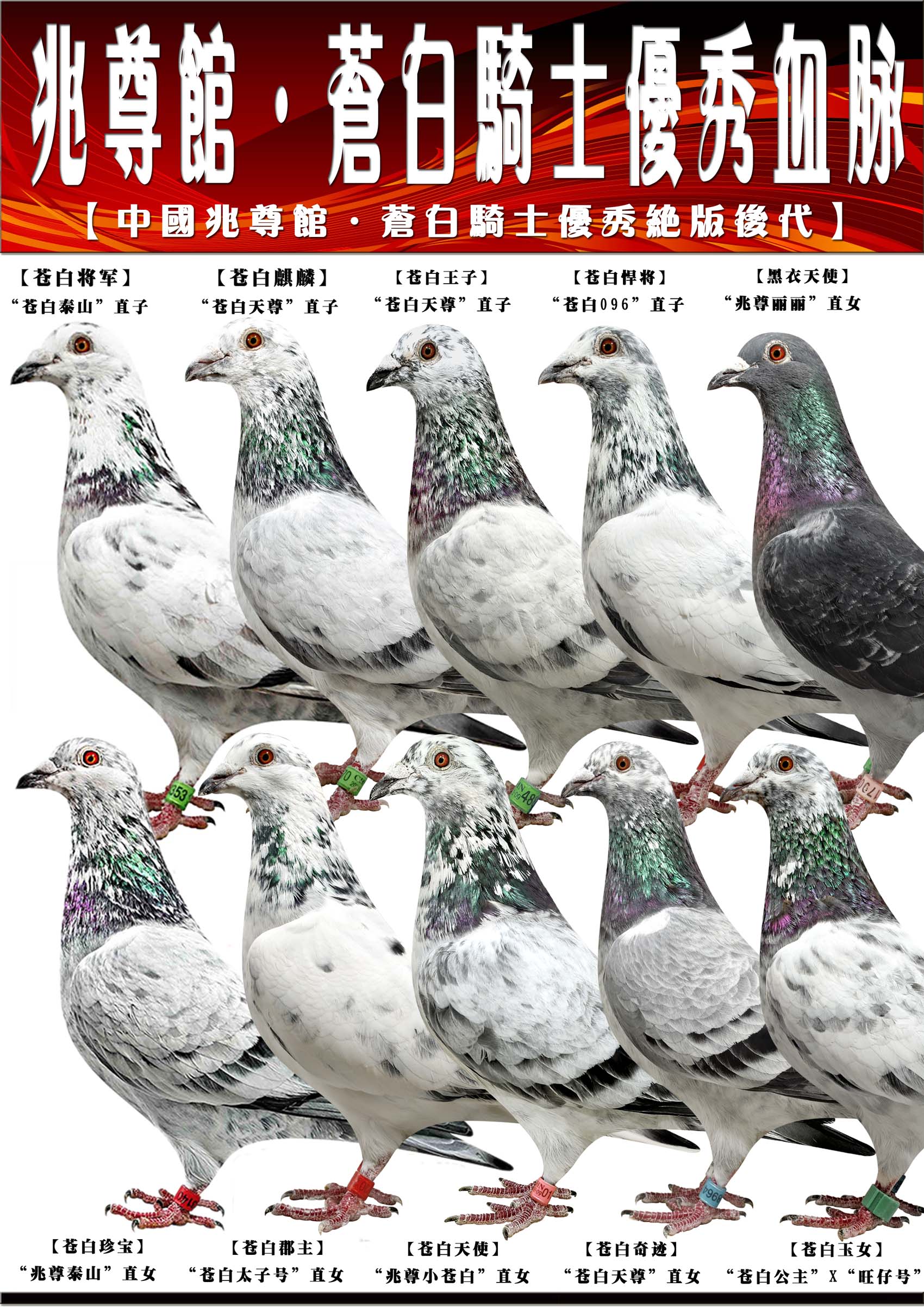 中国兆尊馆·"苍白骑士"优秀绝版后代