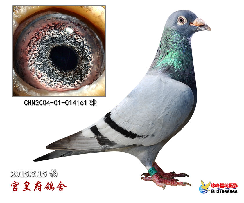 杨龚多拉斯