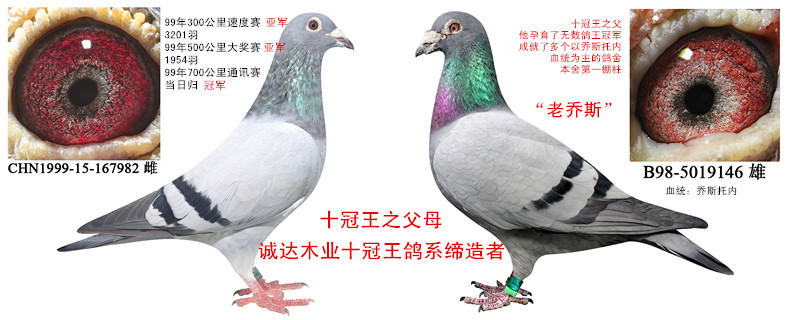 【十冠王】父母_诚达木业鸽舍_ ag188.com爱鸽商城
