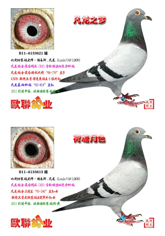 凡龙_新时代国际赛鸽_ ag188.com爱鸽商城_中国信鸽