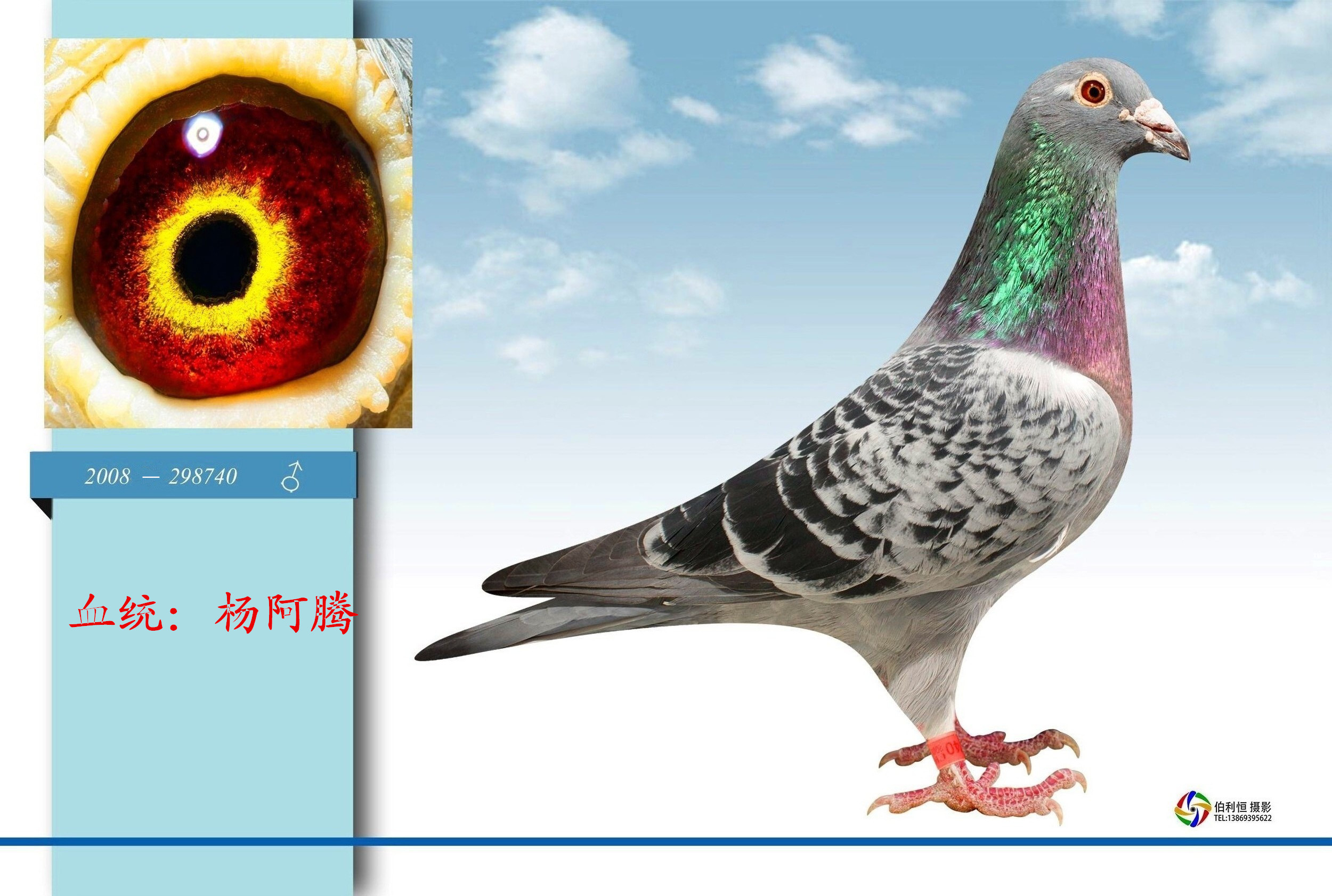 信鸽特征