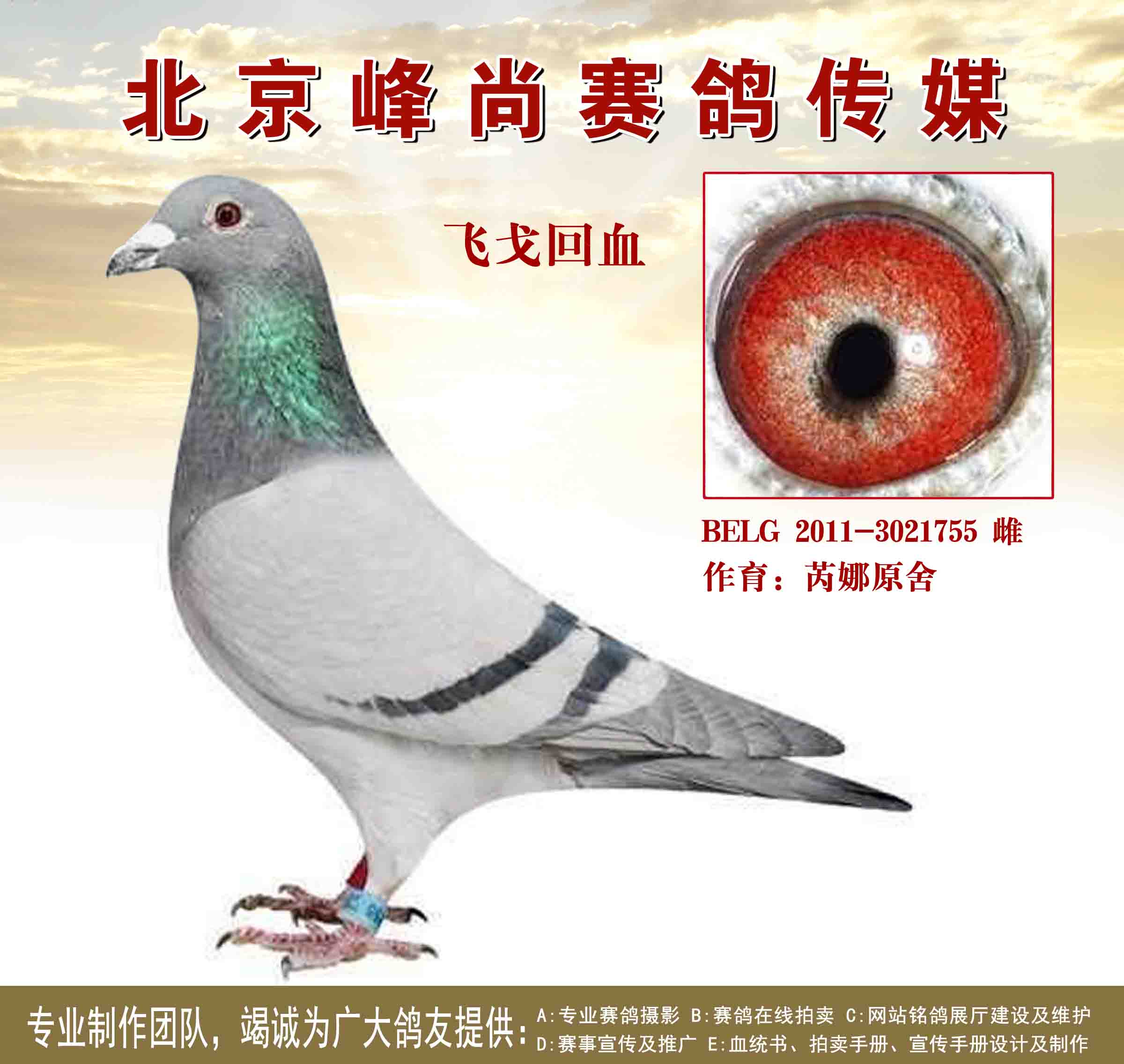 飞戈近亲回血.55
