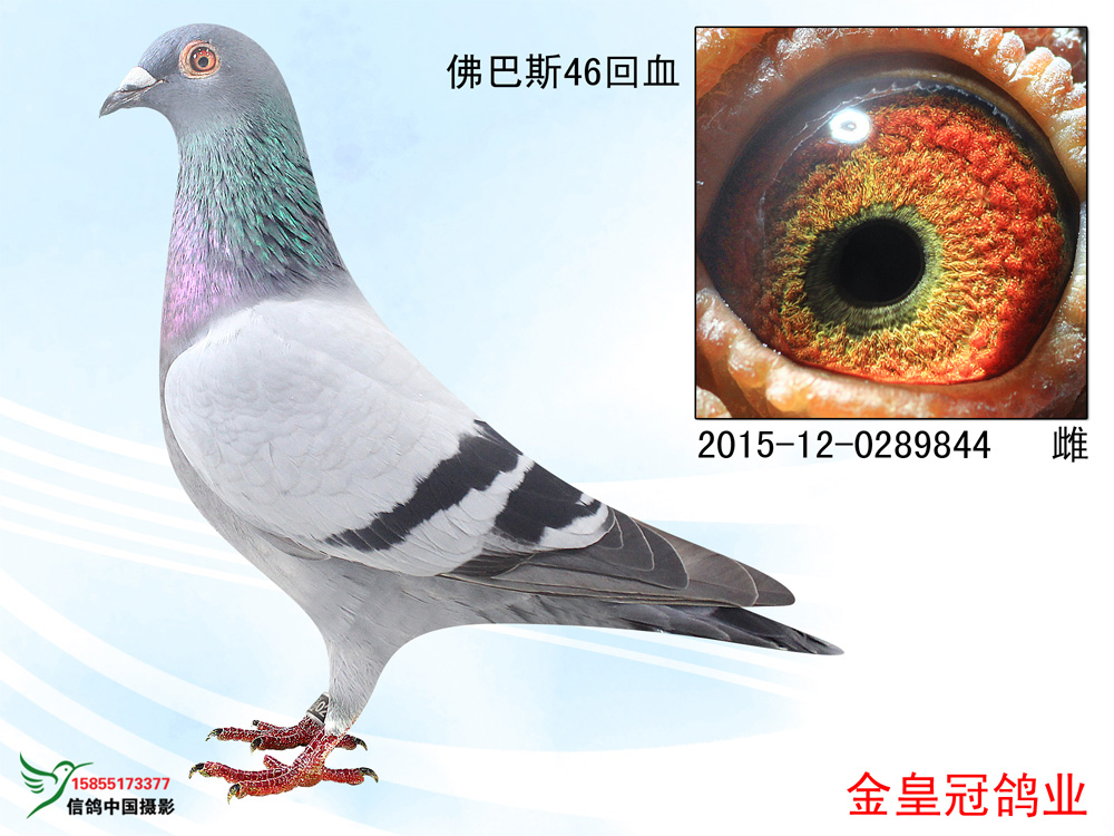 佛巴斯46回血_金皇冠鸽业_ ag188.com爱鸽商城_中国信鸽信息网