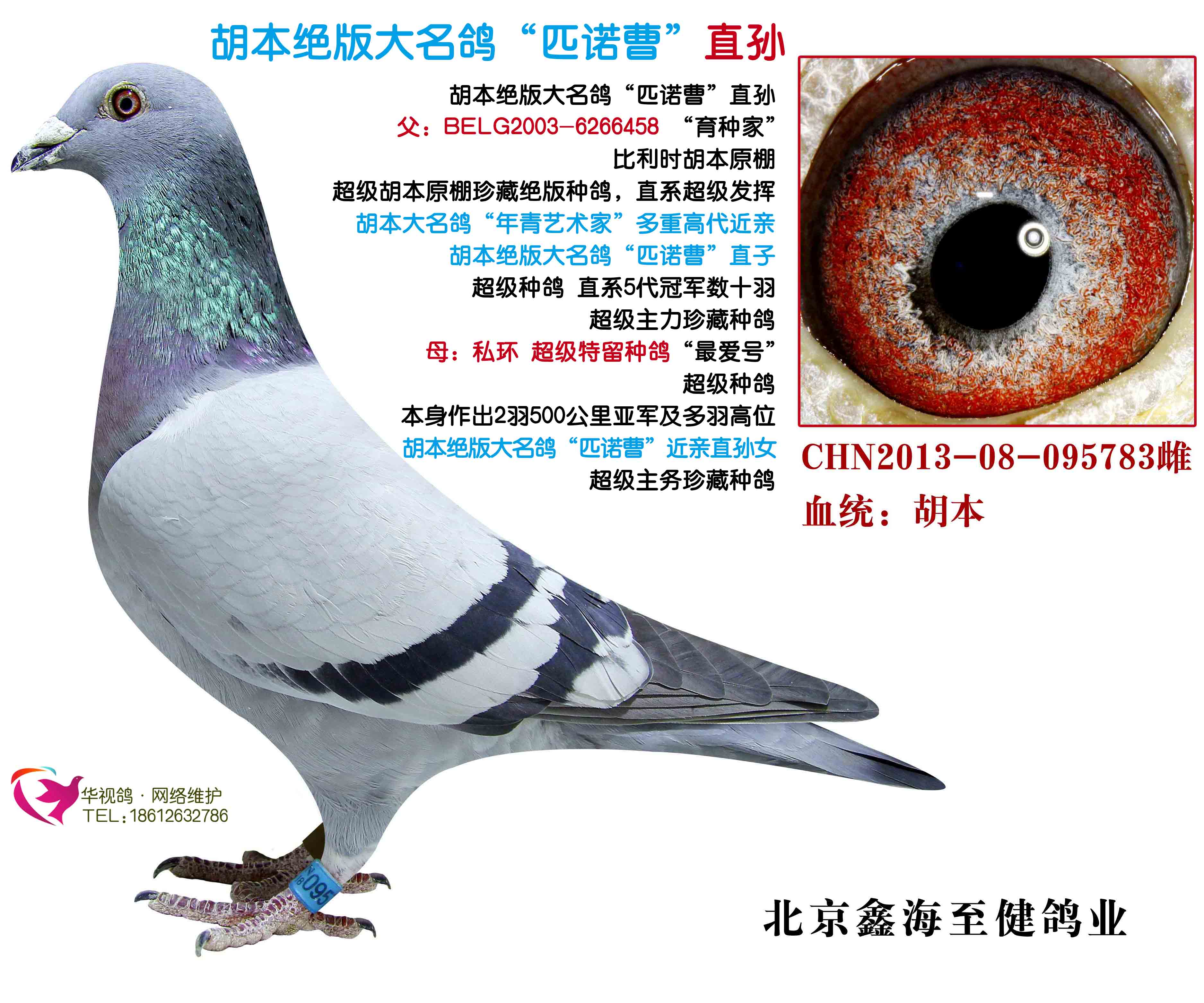 胡本绝版大名鸽"匹诺曹"直孙