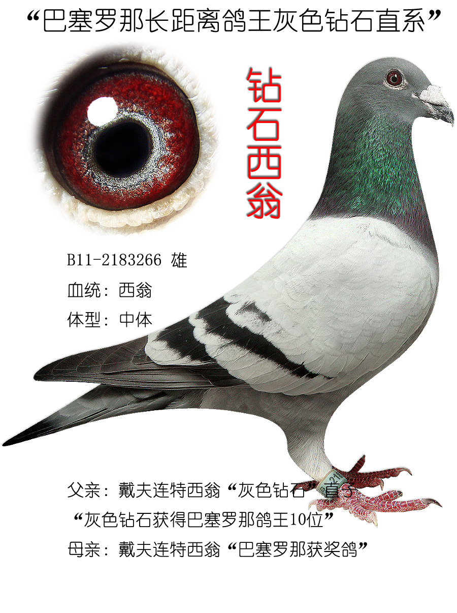 钻石西翁_成东慕利门_ag188.com爱鸽商城_中国信鸽信息网