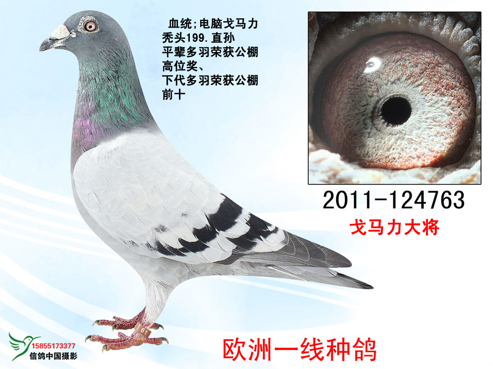 戈马力大将