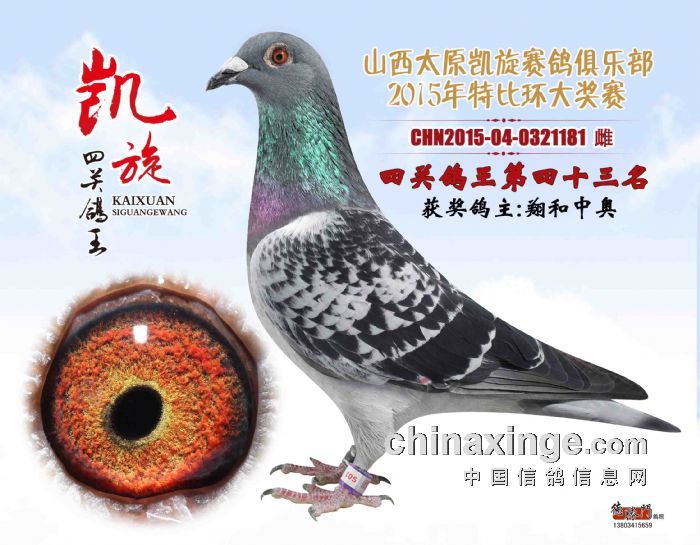 凱旋俱樂(lè)部特比四關(guān)鴿王43名（已出讓）