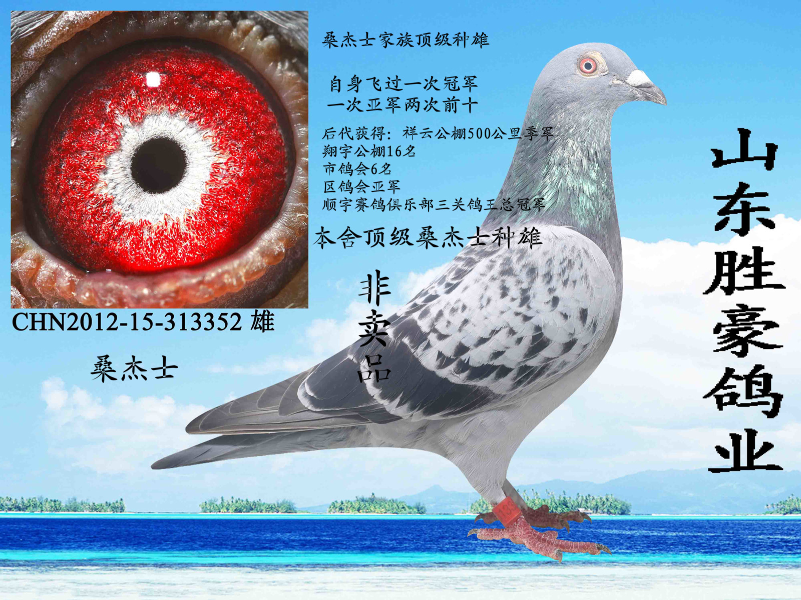 桑杰士_山东胜豪鸽业_ ag188.com爱鸽商城_中国信鸽信息网