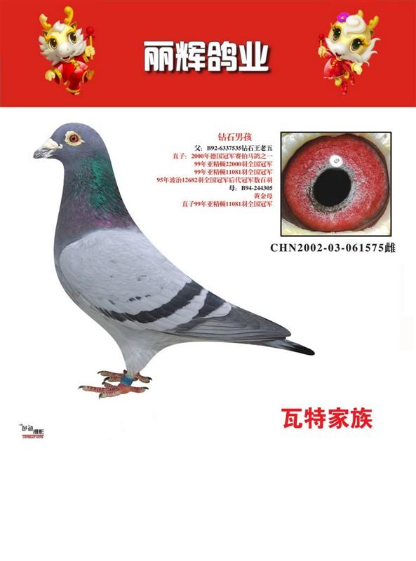瓦特钻石王老五直子_长春丽辉鸽业_ag188.com爱鸽商城
