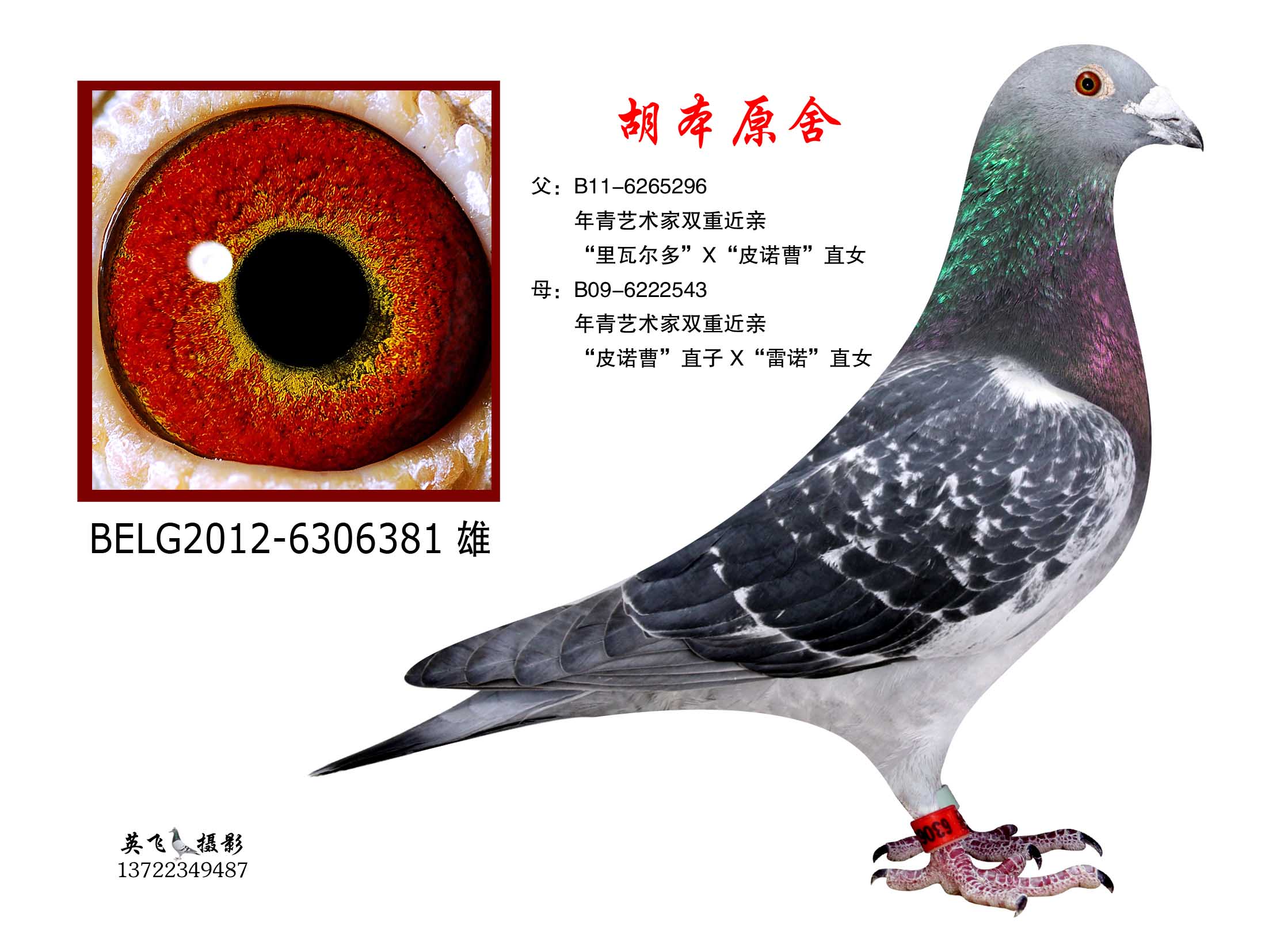 信鸽特征                编 号: 406676                鸽 名: 胡本