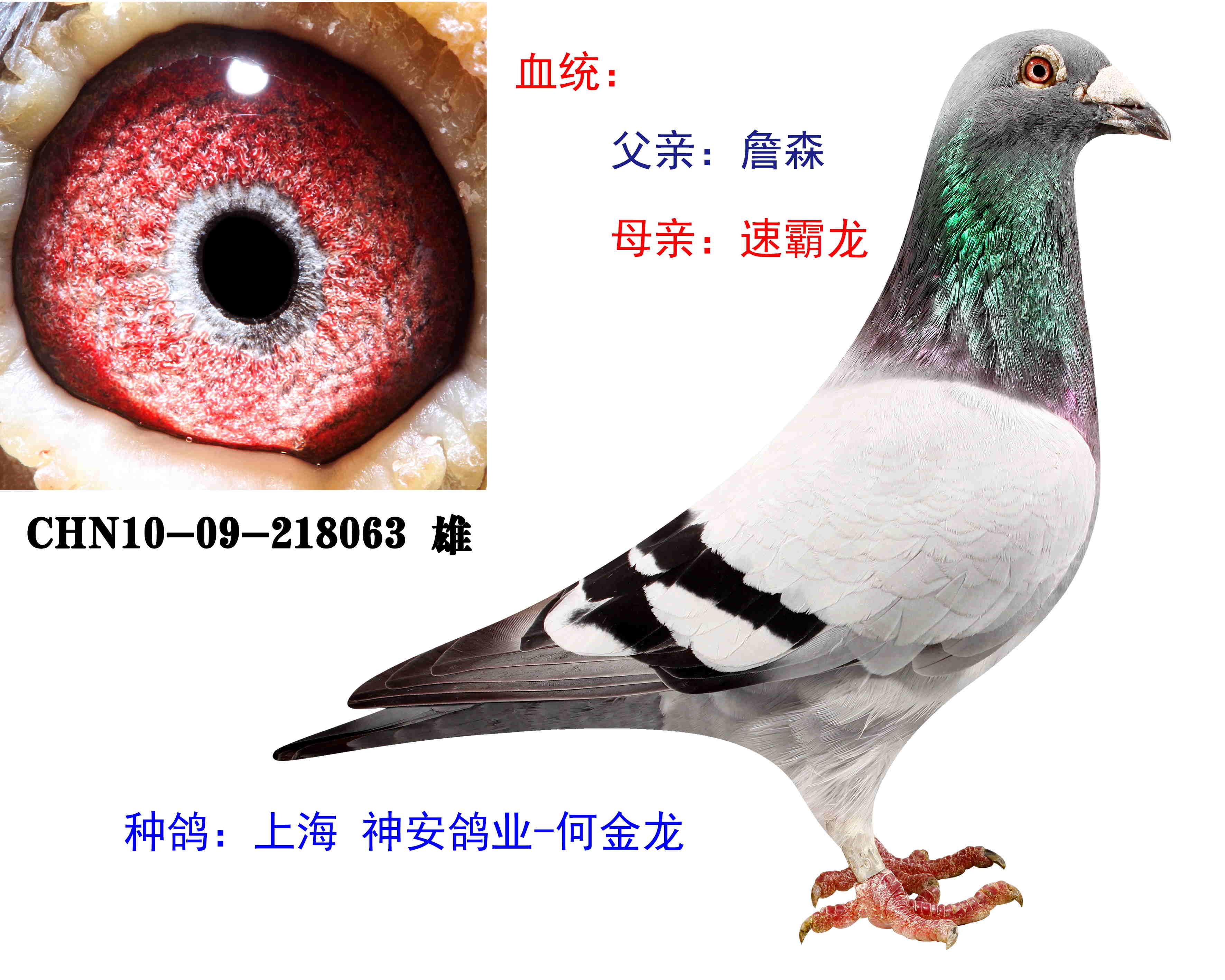詹森 速霸龙