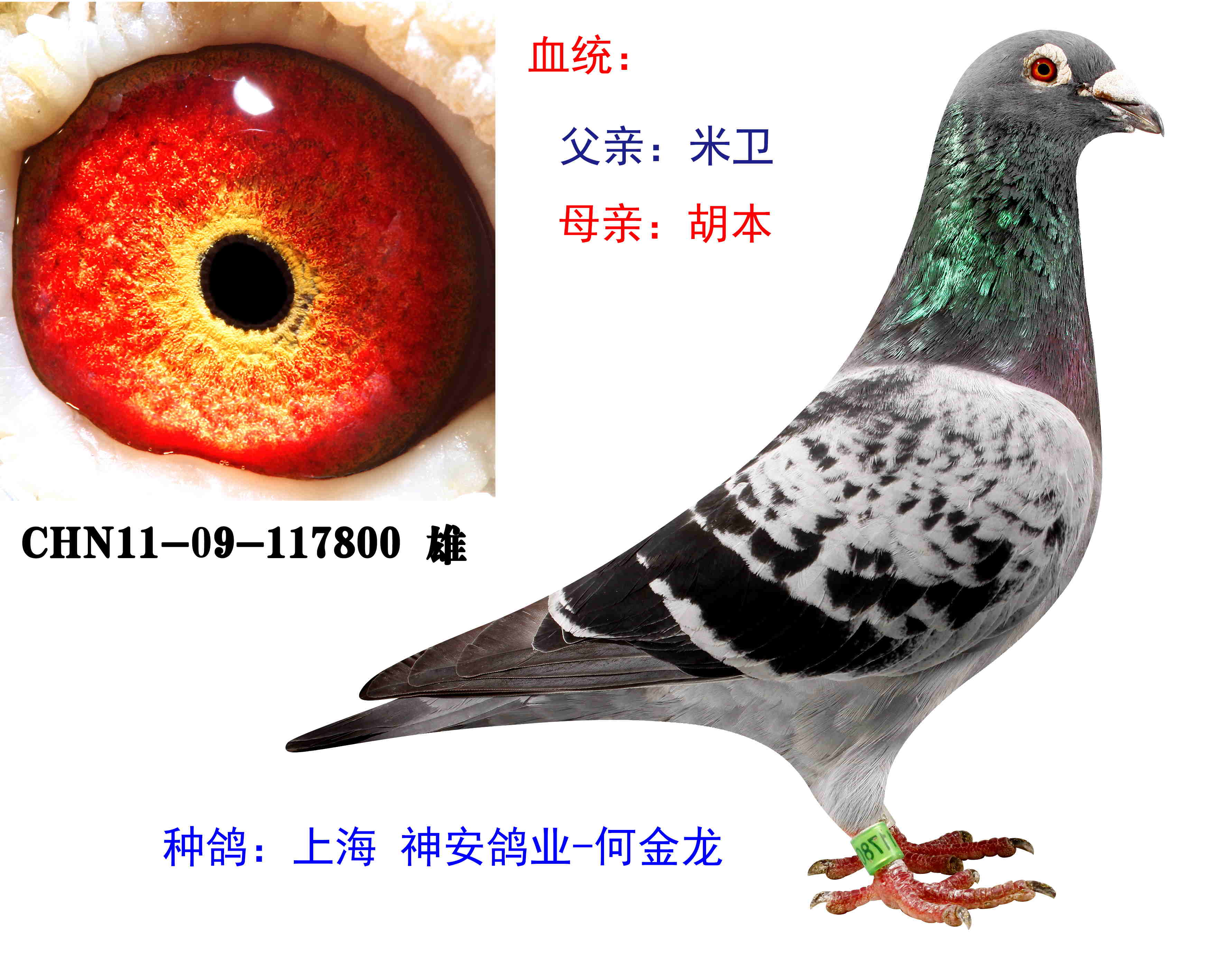 米卫 胡本