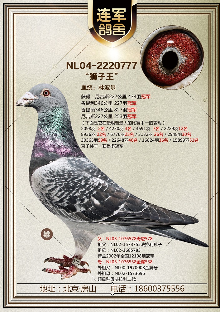 【狮子王】_北京李连军-中信网爱鸽商城