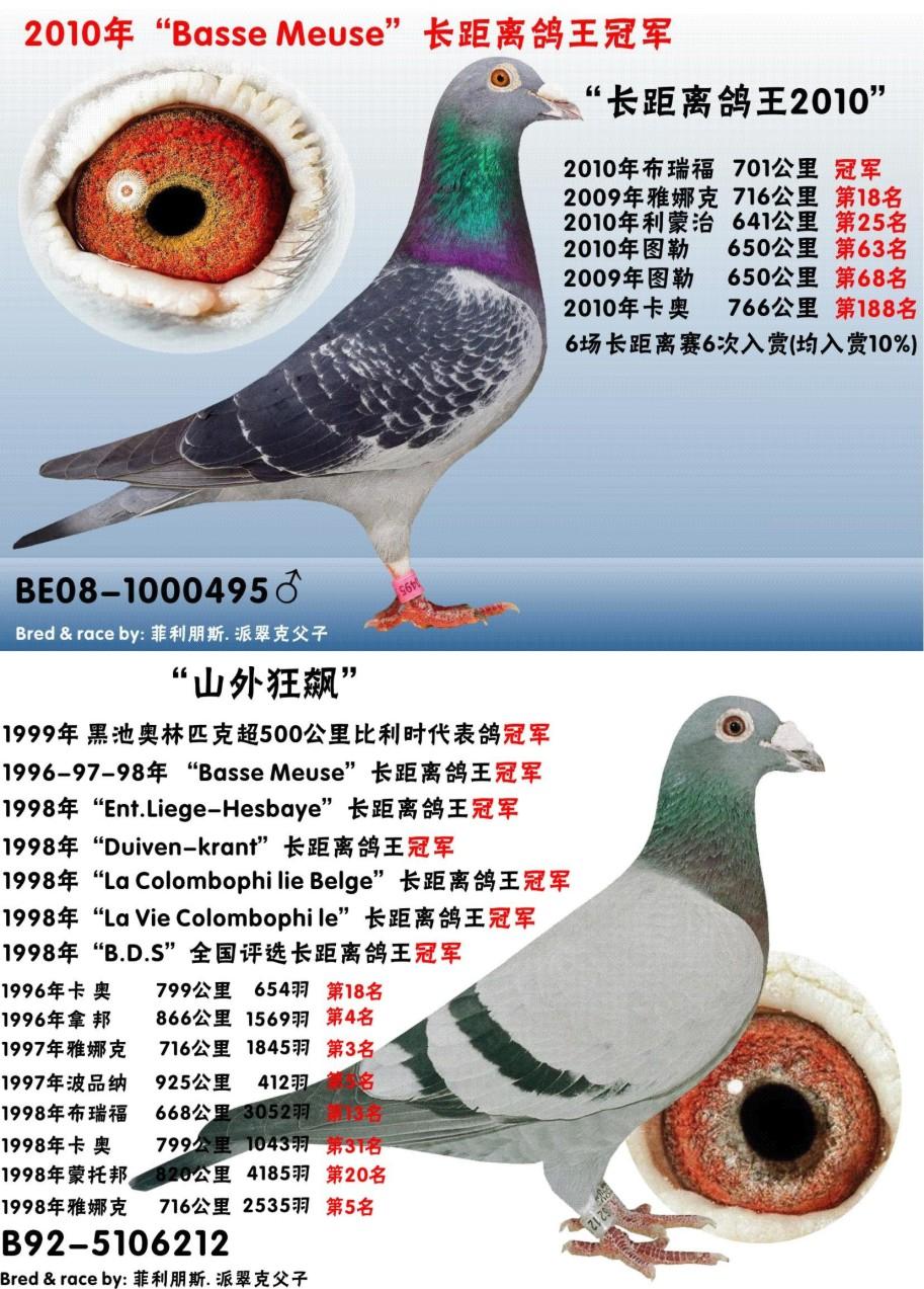 kbdb鸽王冠军家族【原舍】【以售】
