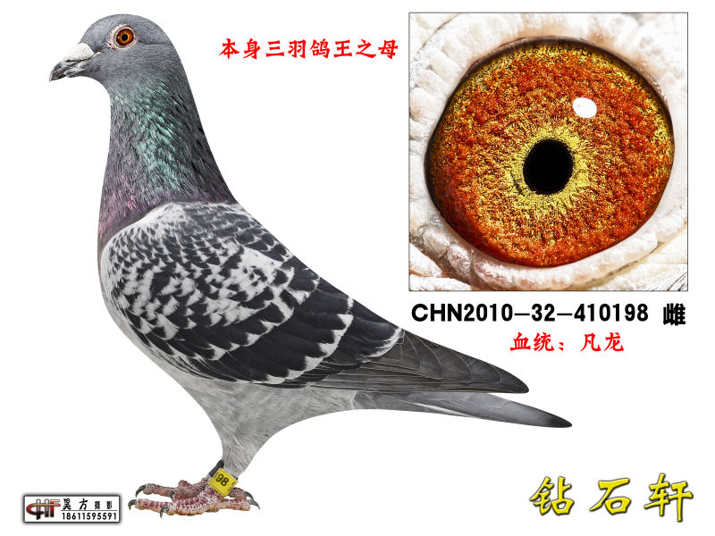金母198