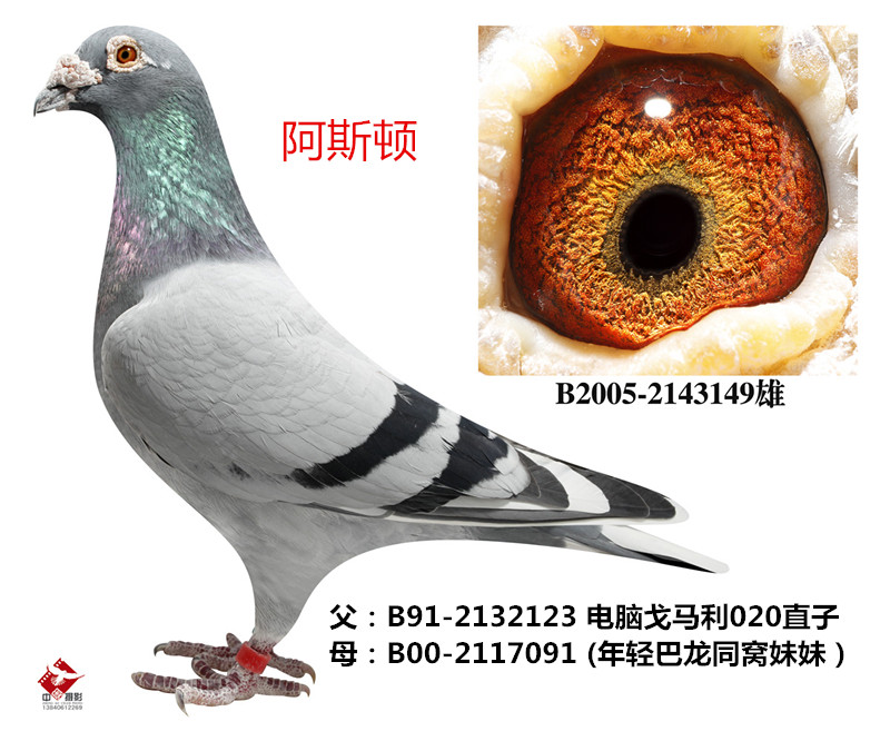 com爱鸽