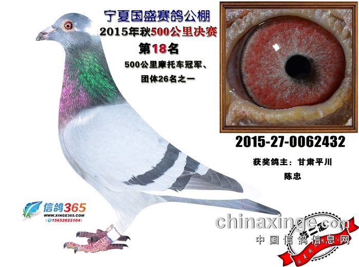 信鸽特征