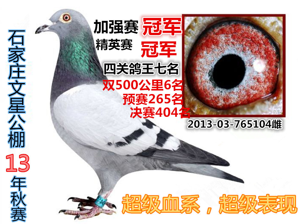 冠军_武士鸽舍_ ag188.com爱鸽商城_中国信鸽信息网