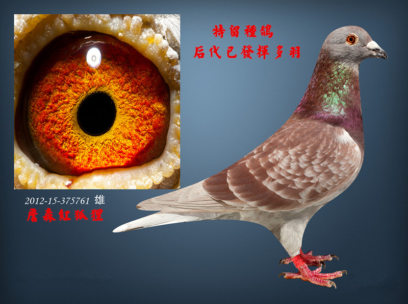 詹森红狐狸