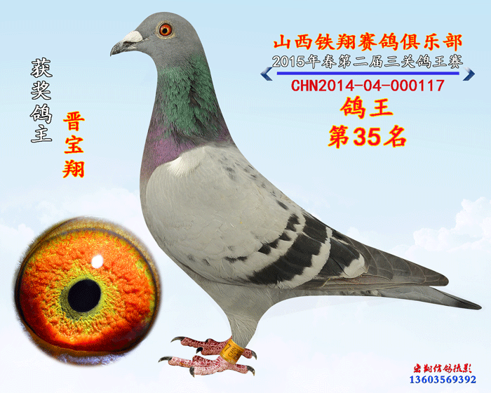 铁翔三关鸽王35名