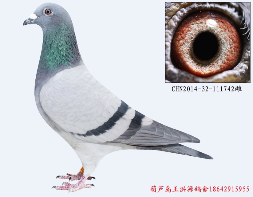 胡本原棚做出_王洪源鸽舍_ ag188.com爱鸽商城_中国