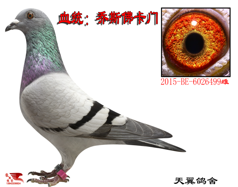 种鸽_大连天翼鸽舍-中信网爱鸽商城